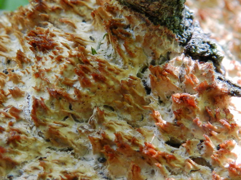 Secondo del 1 maggio (Radulomyces molaris)